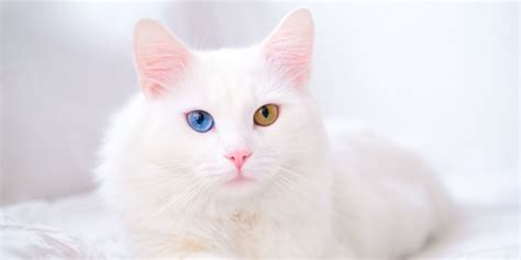 Turkish Angora Cat Breed Size Appearance And Personality