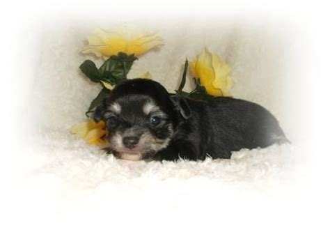 Gorgeous Ckc Teacup Applehead Chihuahua Puppies Taking Deposits For