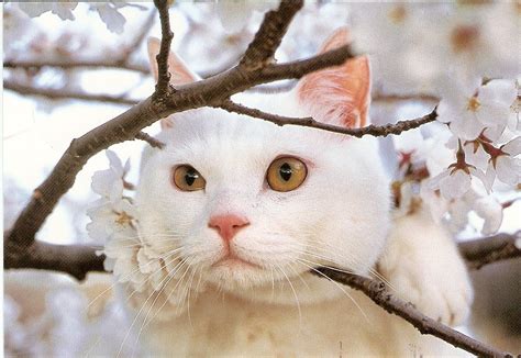 From Biic2002 Japan Sakura Cat Genek´s Cards Flickr