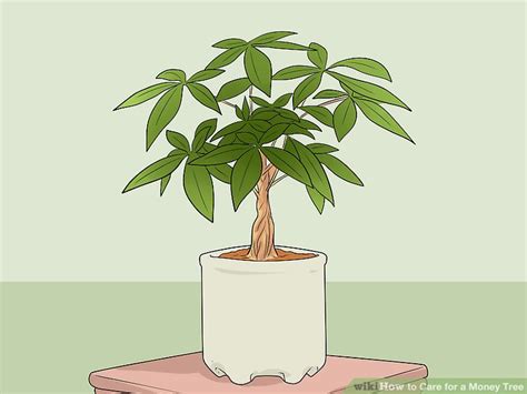 Maybe you would like to learn more about one of these? 4 Ways to Care for a Money Tree - wikiHow