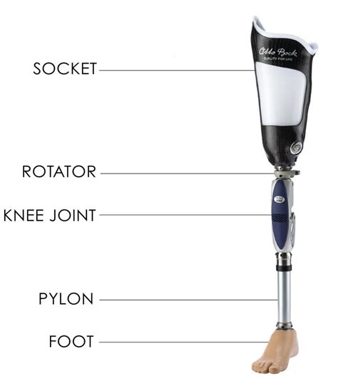 Prostheses Socket Function Comfort Determine Prosthetic Success