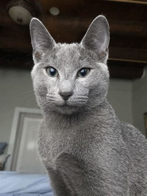 Romanov True Blue Pl Our New Cat Hes A Russian Blue That Came From
