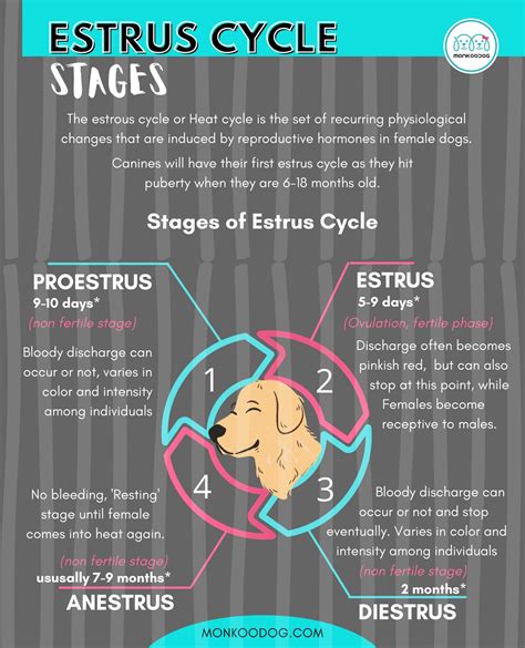 Stages Of Estrus Cycle In Dogs Monkoodog