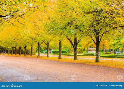 Tree Lined Avenue In The Regent`s Park Of London Stock Image Image Of