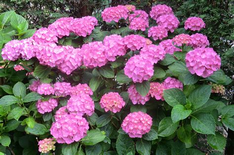 Free Images Hydrangeas Flowers Bloom Garden Color Summer Bright