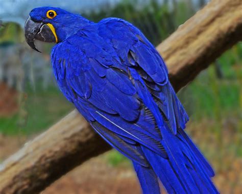 Blue Parrot Bird