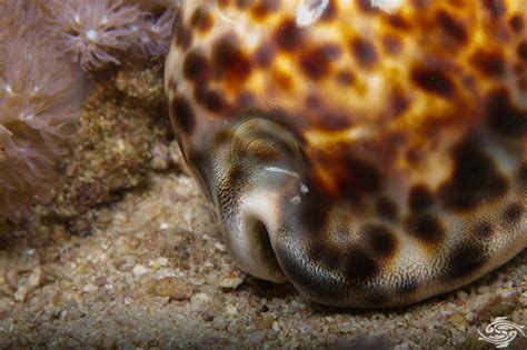 Tiger Cowrie Facts And Photographs Seaunseen