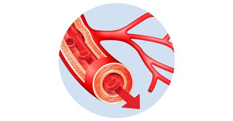 From there, blood passes through major arteries, which branch into muscular arteries and then. What Are Blood Vessels | Blood Vessel Facts | DK Find Out