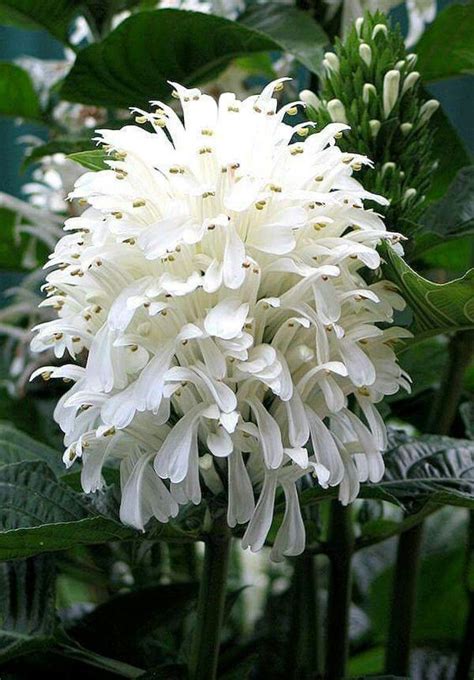 Find flowers here with us! 45 Most Beautiful White Flowers In The World That Are ...