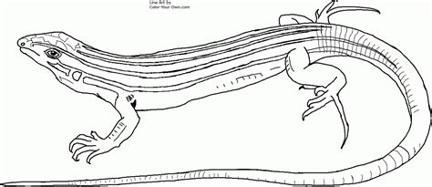 18 Gecko Coloring Pages Printable Coloring Pages