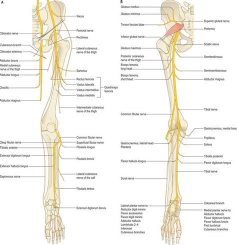 The ones i can find on these models, anyway. Pelvic girdle and lower limb: overview and surface anatomy ...