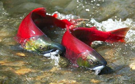 Sockeye salmon (oncorhynchus nerka), swimming upstream through very shallow water, to spawning beds. Salmón Rojo, Características - BioEnciclopedia