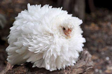 White Silkie Frizzle Chicken Beautiful Chickens
