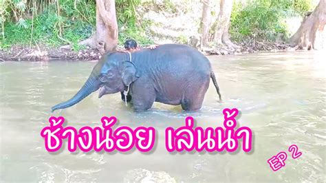 ช้างน้อย เล่นน้ำ Ep2/malee lai - YouTube
