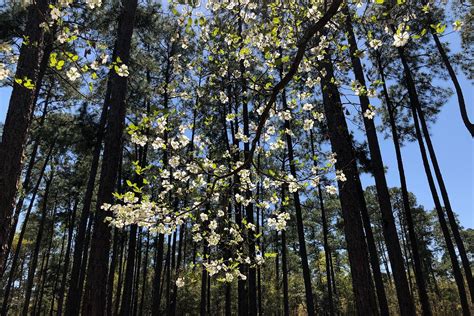 Earth day is a name used for two similar global observances. Charleston Currents - FOCUS: Group plans to plant 3.3 million trees on Earth Day