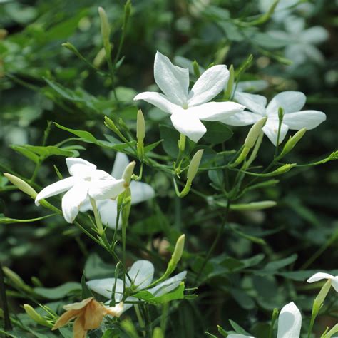 Jasmine Flower | UCAN