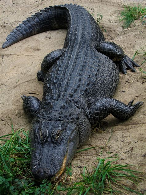 Alligator - Wikispecies