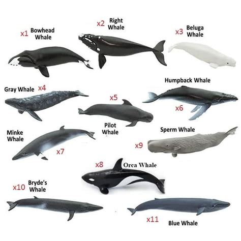 Paus sperma yang terdampar dan mati di pantai banda aceh, telah diautopsi oleh tim fakultas kedokteran hewan unsyiah untuk mengetahui penyebab kematiannya. Miniatur Ikan Paus Biru Beluga Sperma Humpback Orca Whale ...
