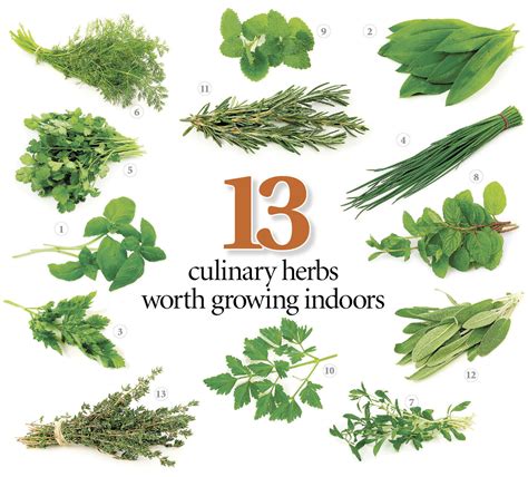 13 Herbs To Grow In Your Kitchen With Tips On Getting Started And
