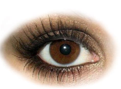 Brown Eyes PNG Transparent Images Pictures Photos PNG Arts