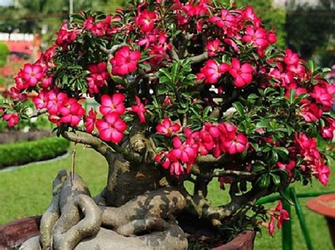 Adenium atau kamboja jepang merupakan tanaman yang berasal dari daerah gurun pasir. Cara Membuat Bonsai Bunga Kamboja | Cahunit.com