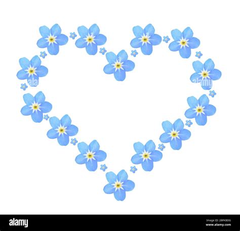 Heart Of Forget Me Not Flowers Isolated On White Stock Photo Alamy