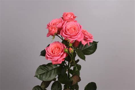 Barbados Spray Roses Rose Floral