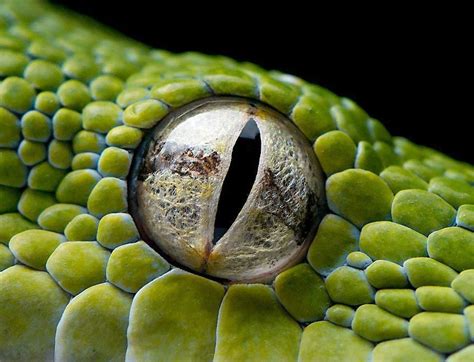 Olho De Serpente Colorful Animals Reptile Eye Pet Portraits