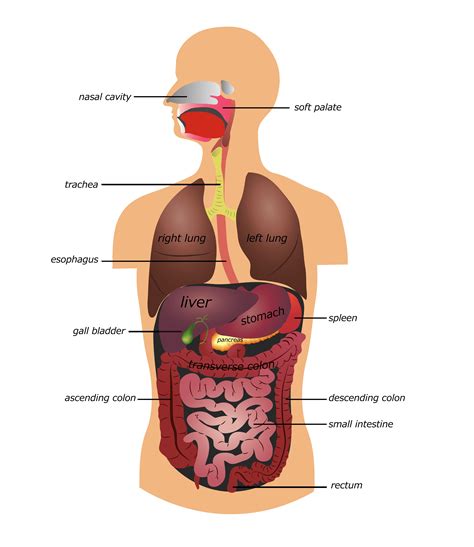 Irritable bowel syndrome (ibs) is a functional disorder of the digestive tract. Irritable Bowel Syndrome | Jackson Siegelbaum Gastroenterology