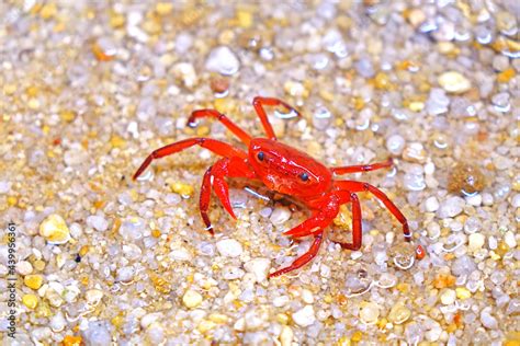 Red Land Crab Phricotelphusa Limulafemale One Of World Most
