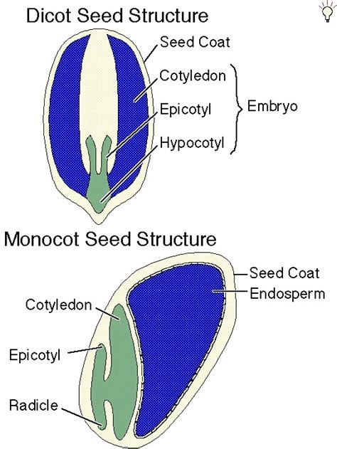 Diagram Of Dicot And Monocot Seed With Labelling