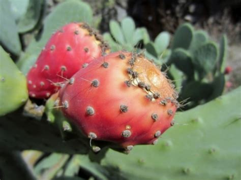 May 16, 2017 · the fruit tends to be a little tougher but tastes great stewed. Edible fruits of the cactus Opuntia dillenii