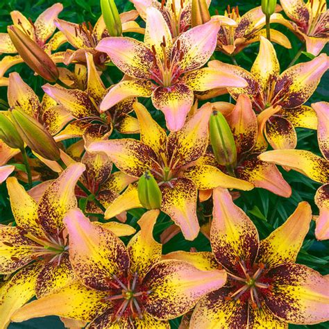 Lily Sale Tribal Dance Asiatic Lily Brecks