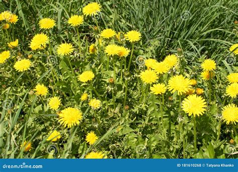 Yellow Dandelions Grow In The Meadow Flowers In The Spring Healing