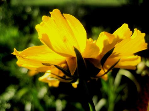 Free Images Nature Sunlight Flower Petal Bloom Botany Yellow