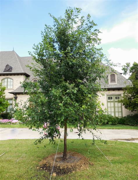 Tree Of The Month Lacebark Tree Cherokee Tree Care