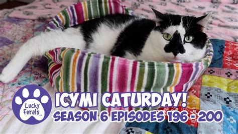 Icymi Caturday Lucky Ferals S6 Episodes 196 200 Cat Videos