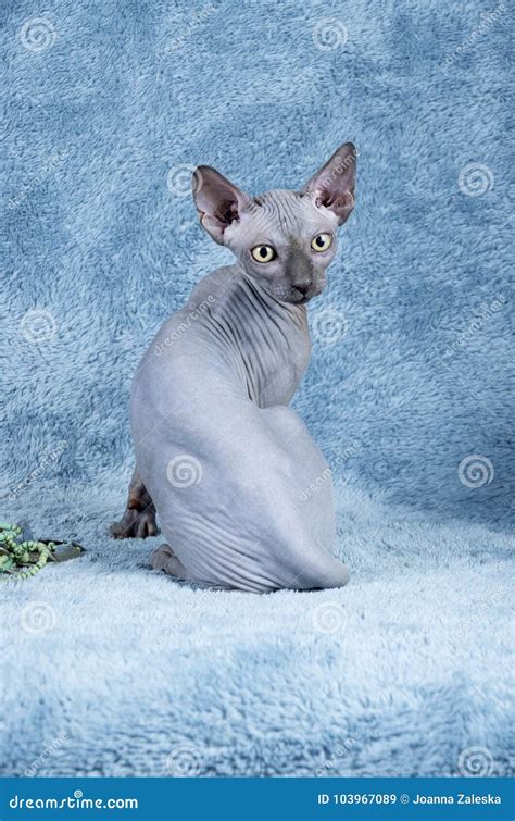 Blue Canadian Sphynx The Canadian Hairless Cat Kitten Stock Image