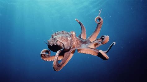 Giant Octopus Wallpaper