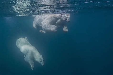 How Fast Can A Polar Bear Swim Polar Bear Facts