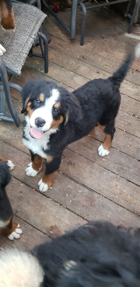 Dog For Adoption 3 Female Available Pure Bernese Mountain Dog Pups