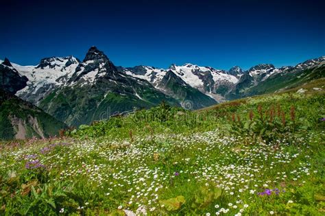 Caucasus Mountains Stock Photo Image Of Field Bloom 54163884