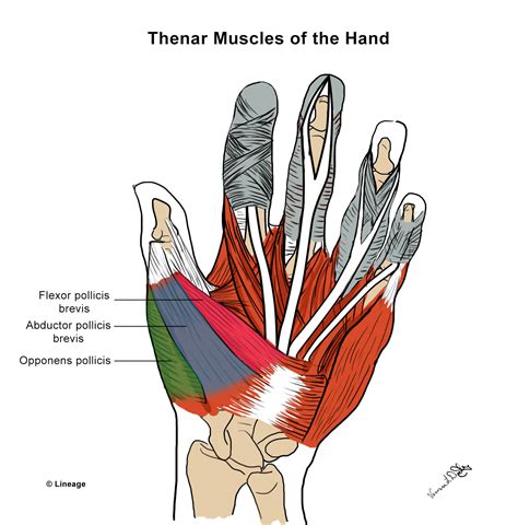 Intrinsic Hand Muscles Msk Medbullets Step