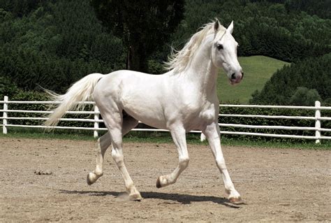 Fenséges fehér lovak