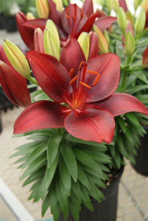 Tiny Comfort Asiatic Lily Plant Library Pahls Market Apple