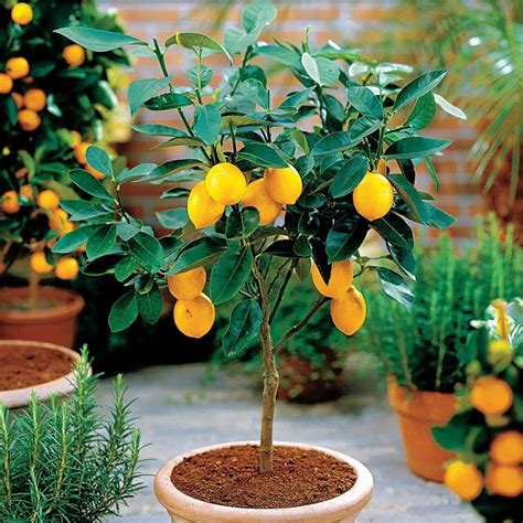 Large Citrus Tree Fruiting And Flowering Lemon Tree 120 140cms