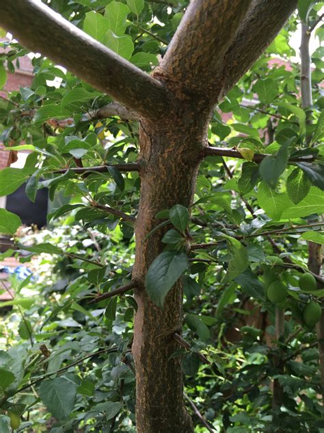 Victoria Plum Tree — Bbc Gardeners World Magazine