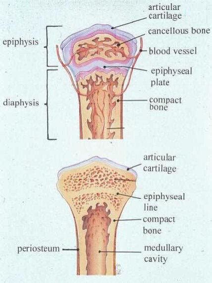 Long Bone Labeled Epiphyseal Plate 101308 Histology Bone