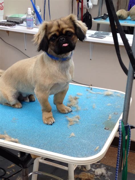 2924 high point rd, greensboro. Gallery | Dog Grooming | Pet Grooming | Groomers | Greensboro