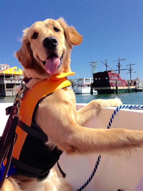 My Puppy Enjoyed Her First Day Out On The Boat Cute Animals Baby